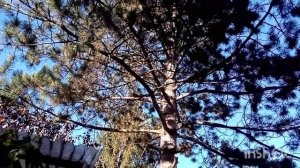 410 Пересадила перцы из огорода в горшки. Будут расти или нет?♀️