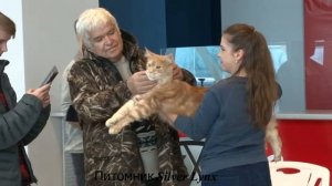 Презентация породы мейн кун, выставка кошек в Тольятти