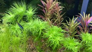 Стаурогин репенс (стаурогин ползучий), условия содержания в моем аквариуме. Staurogyne Repens.