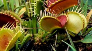Цветок венерина мухоловка (лат. Dionaea muscipula)