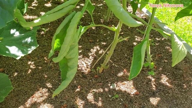 Что мы делаем перед мульчированием томатов и огурцов. смотреть онлайн