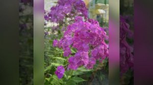 Песня «Земля моя…»