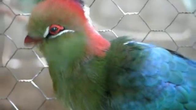 Fischer's Turaco смотреть онлайн