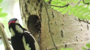 Птенцы дятла кричат на весь лес, Woodpecker feeds chicks