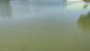 Безлимит - форель, кукуруза с опарышем на херабуну