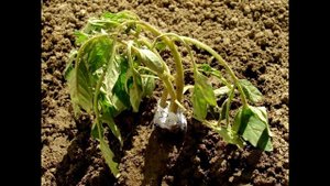 Что не нужно делать после посадки томатов. Что нужно томатам для хорошего роста. Основные моменты.