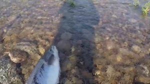 Belousiha River Lodge- Big Atlantic Salmon fishing in Russia