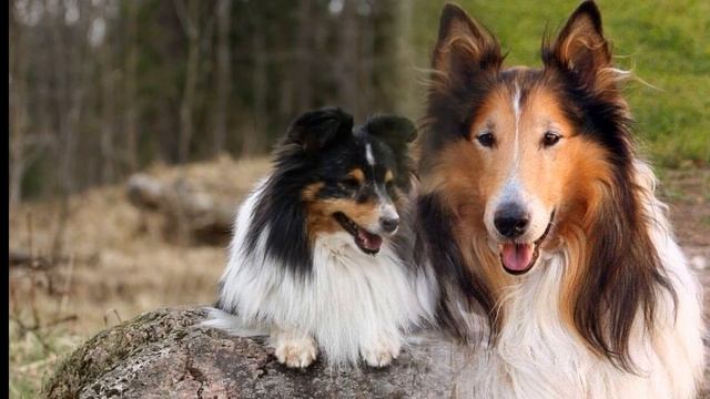 Шелти (Shetland Sheepdog) - порода собак