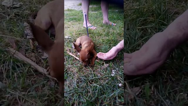 Собачка любит тыквенный семечки смотреть онлайн