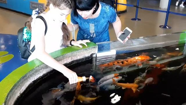 Кормление золотых рыбок с соски. Океанариум. Барселона 2019 смотреть онлайн