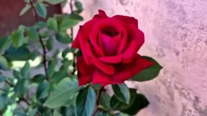 Сушим Фрукты  на Зиму  Азербайджанская Кухня Деревенская Кухня Рецепты