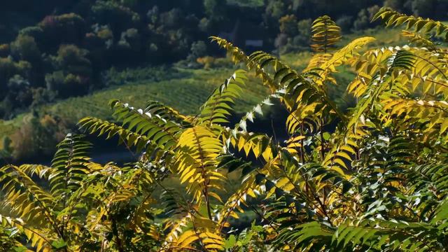Настрои Сытина На Укрепления Устойчивости Деятельности Сердечно-Сосудистой Системы | САБЛИМИНАЛЫ смотреть онлайн