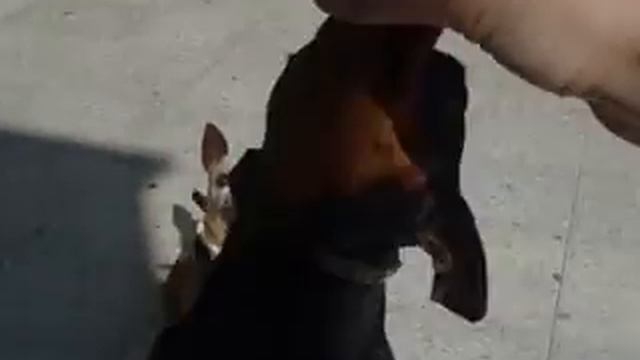 Miniature pinscher and lemon. Мини Пинчер. смотреть онлайн