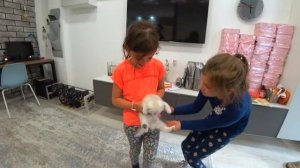 ? Реакция РЕБЁНКА - Когда подарили КОТЁНКА. мама мия