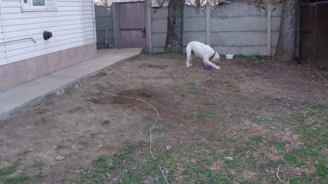 Альба и пуллер макси смотреть онлайн