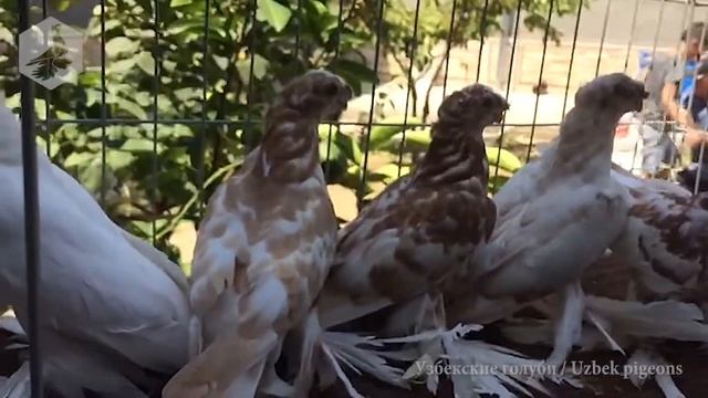 Узбекские голуби - гульбадамы (молодняк) смотреть онлайн