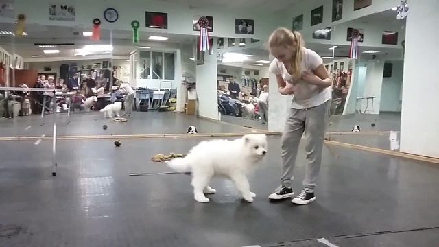 Знакомство с ринговкой и первый выход в свет) смотреть онлайн