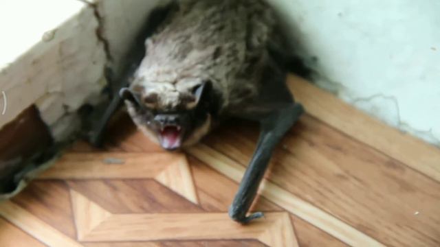 Летучая мышь в доме смотреть онлайн