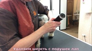 Груминг цвергшнауцера: тримминг,  стрижка морды, весь процесс. №1. Уроки груминга. Зоосалон у Мишки