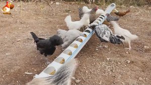 Длинная кормушка с водой курам из ПВХ трубы понравилась несушкам