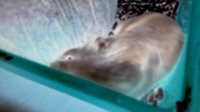 Зомби хомяк смотреть онлайн