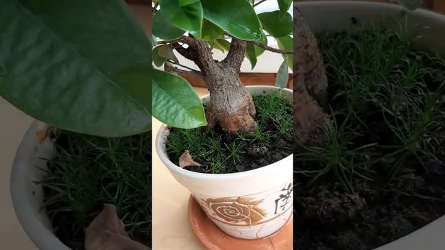 фикус микрокарпа смотреть онлайн