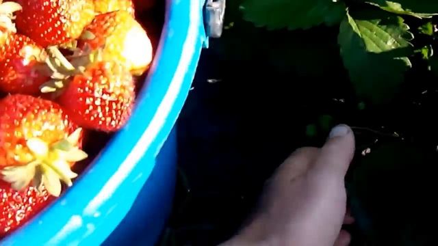 сорт клубники королева елизавета