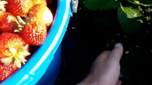 сорт клубники королева елизавета