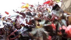 КАК ОБРАБАТЫВАТЬ БЕГОНИИ актофитом   фитовермом   Протравка бегоний от клеща