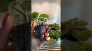 Молодые кустики и черенки сортовой пеларгонии Australian Pink Rosebud.