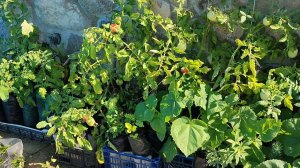 Огородо-питомник в засушливом климате!