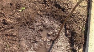Миндаль.  Миндаль можно вырастить из косточки! Сажаю саженцы