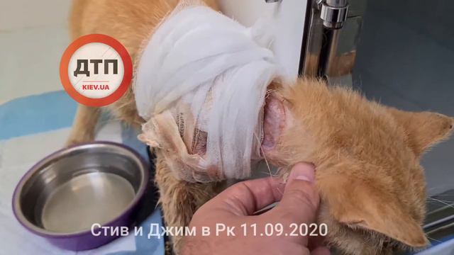 состояние Стива и Джима стабильно тяжелое. Оба живые. Нужен Меронем 500 смотреть онлайн