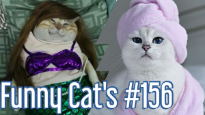 Смешные коты #156
