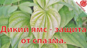 БАДЫ. Дикий Ямс. Спазмы В Мышцах  "АПТЕЧКА на все случаи жизни"