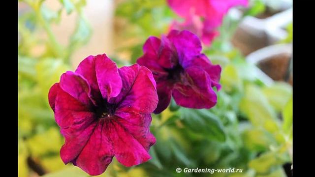 Как выглядит Петуния через месяц после прищипки и обрезки смотреть онлайн