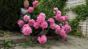 Пион наших мам и бабушек / Сад Ворошиловой