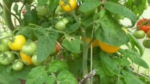 ТОМАТ  ИЮНЬСКИЙ ЖЕЛТЫЙ УСЫПНОЙ