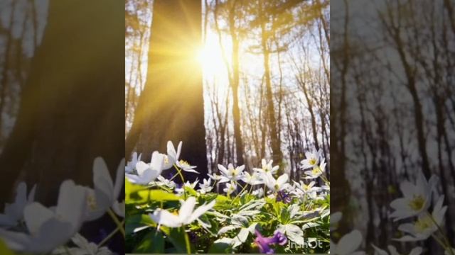 Насауленко С. "А весной"