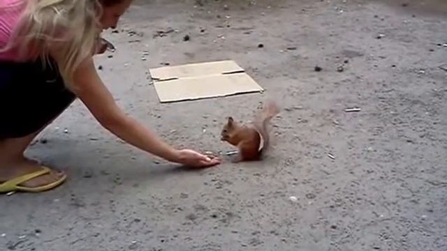 Белка монстер (Кусается) смотреть онлайн