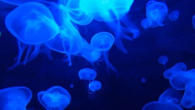 Quick sleep,complete relaxation, playing the piano.Быстрый сон,полное расслабление, игра на пианино смотреть онлайн