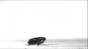 Прыжок блохи