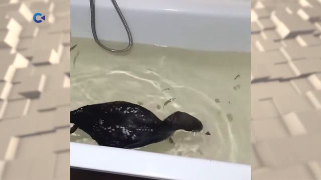 Из-за сильных морозов дикие животные начали выходить к людям смотреть онлайн