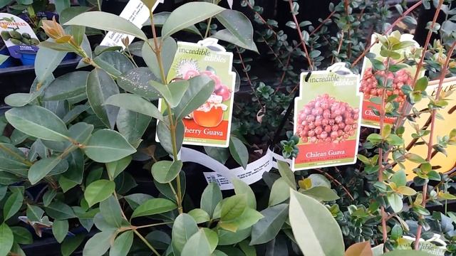 ОРХИДЕИ, ФЕЙХОА, ЯБЛОЧНАЯ МЯТА И ДРУГИЕ.... смотреть онлайн