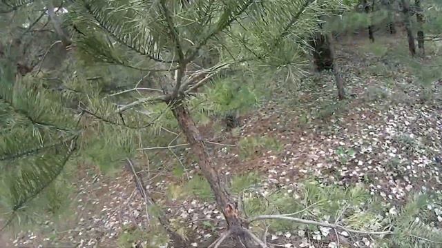 Экологический квест Поиск артефактов на территории Национального парка Хвалынский-4. СКК "Вместе" смотреть онлайн