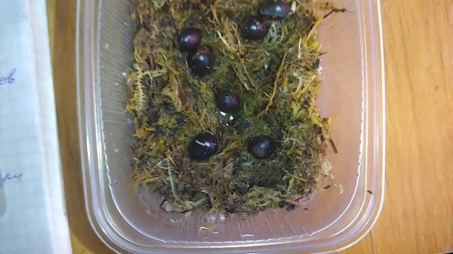 Мой опыт проращивания семян пиона древовидного смотреть онлайн