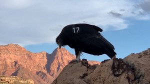 California Condors Flying Colorado River