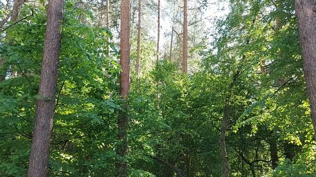 ПРОКЛЯТИЕ НА 7 ПОКОЛЕНИЙ. РОДОВОЕ ПРОКЛЯТИЕ. ТЕОРИЯ МАГИИ. СЕРИЯ "ПРОКЛЯТИЯ И ПОРЧИ" ВЕДЬМИНА ИЗБА