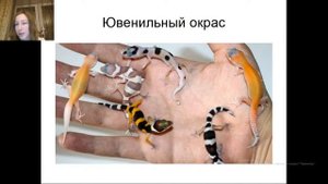 Определение морф малышей эублефаров (5 трансляция)