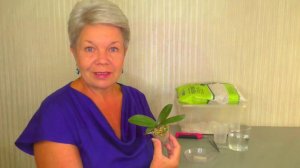 Пересадка Орхидеи МАЛЫША 1,7 из МХА в ПЕРЛИТ, для РАСКУКЛИВАНИЯ и НАРАЩИВАНИЯ КОРНЕЙ и АДАПТАЦИИ.